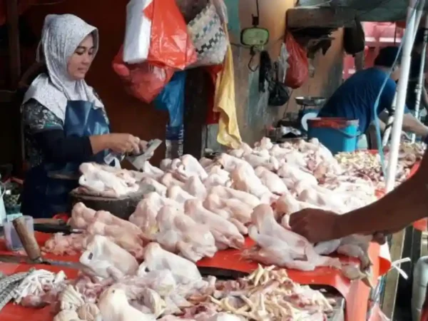 kbli jualan daging ayam