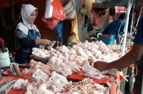 kbli jualan daging ayam